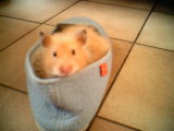 Noisette