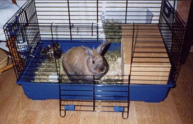 CagePanpan1