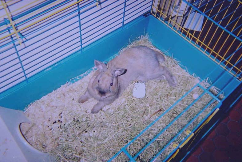 CagePanpan2