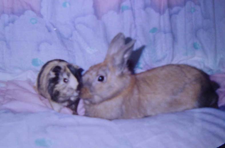 Le cochon d'Inde