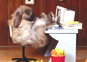 Cyber_lapin
