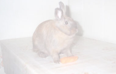 Mes repas