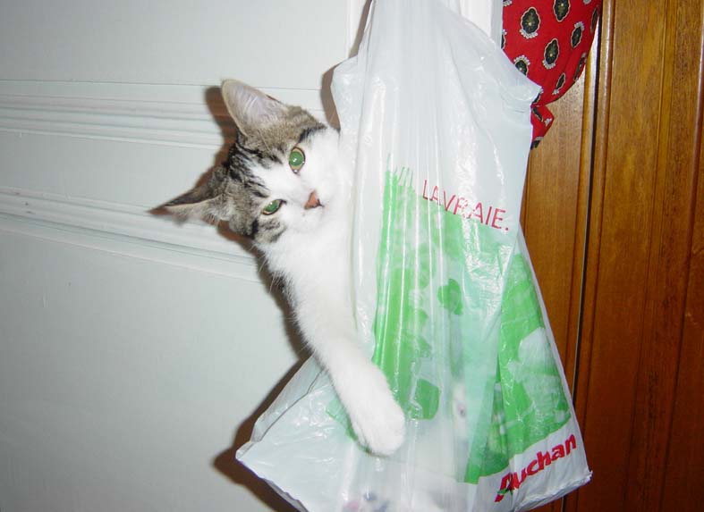 Chat_KO