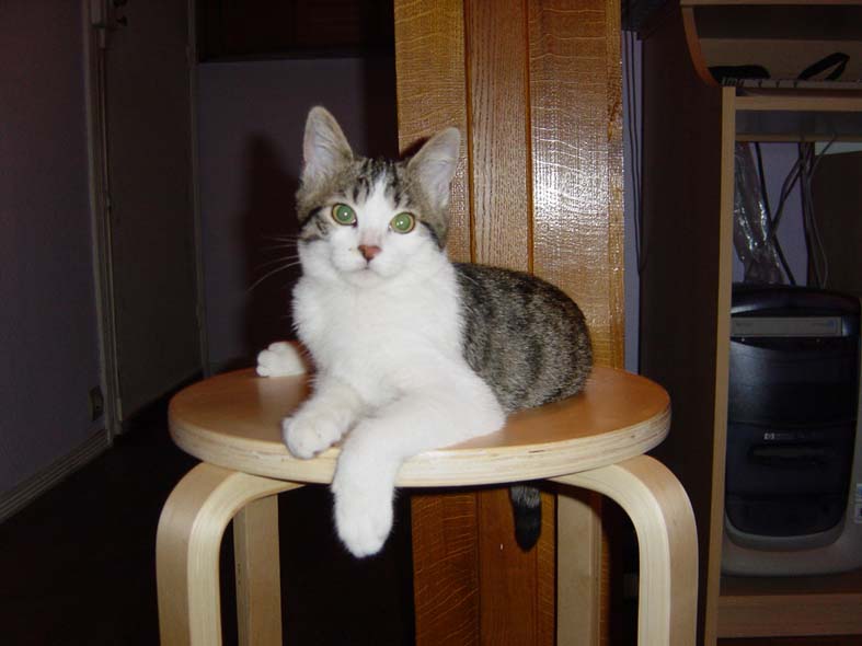 Naya