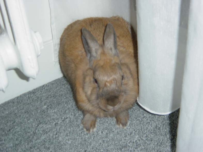 Panpan_attak