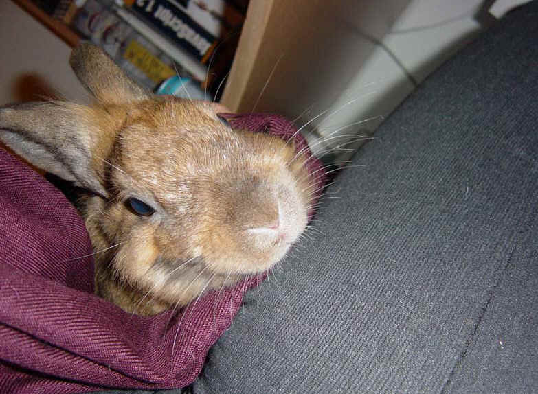 Panpan_calin