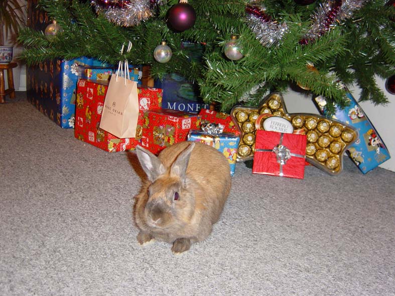 panpan noel