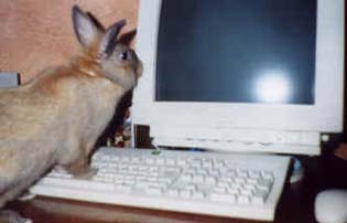 Cyber lapin